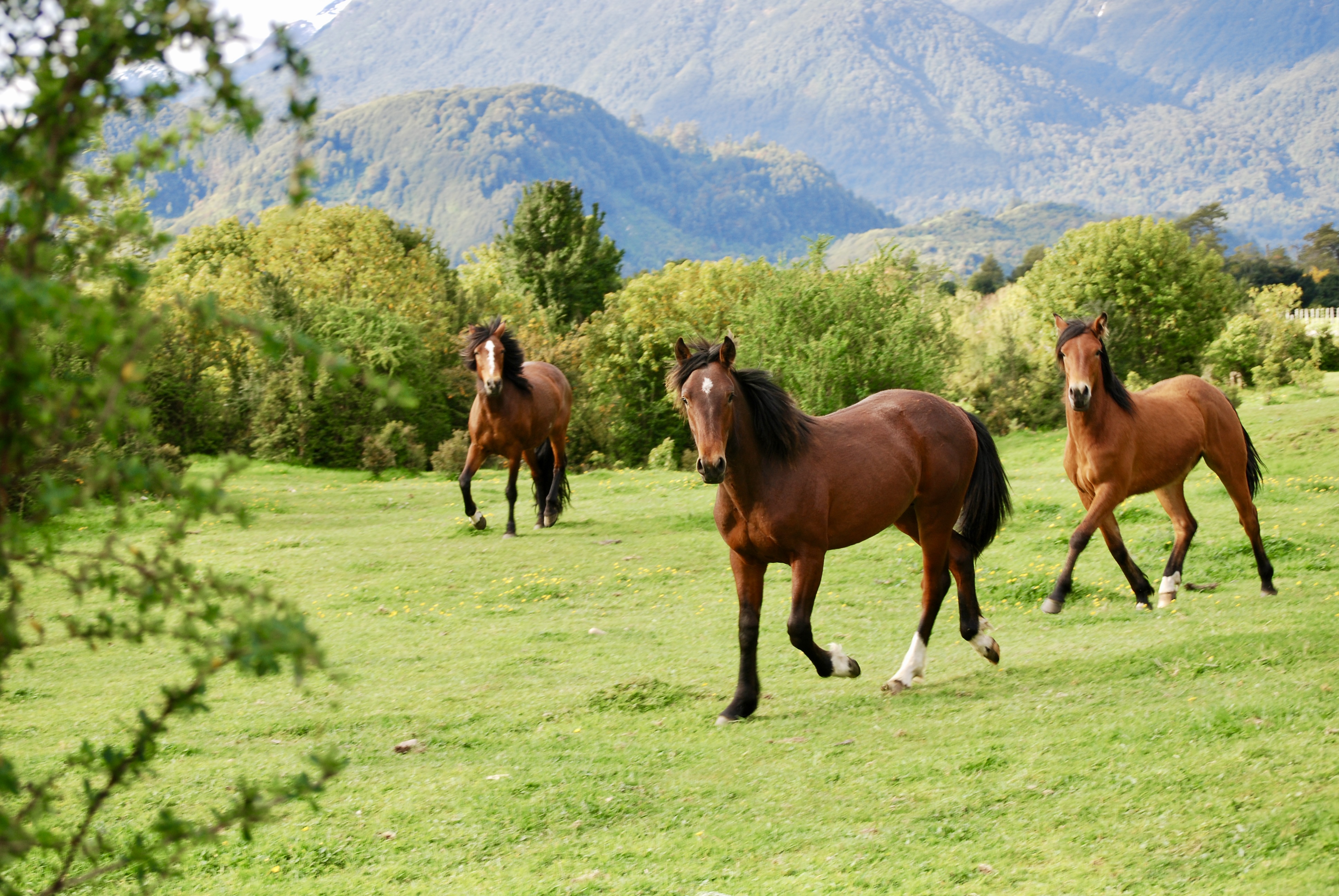 Caballos en pradera dentro del fundo